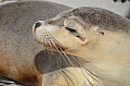297 Kangaroo island