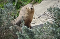 298 Kangaroo island
