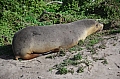 300 Kangaroo island