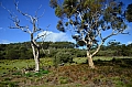 302 Kangaroo island