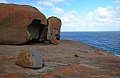 312 Kangaroo island