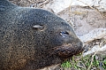 330 Kangaroo island