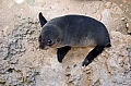 331 Kangaroo island
