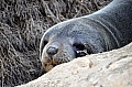 332 Kangaroo island