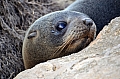 333 Kangaroo island