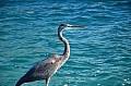 021 Caye Caulker