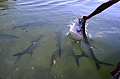 106 Riserva Marina di Hol Chan