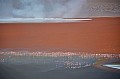 169 Red Lagoon