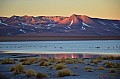 203 Salar
