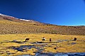 210 Salar