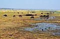 0002 Chobe river front