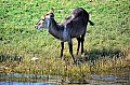 0004 Chobe river front