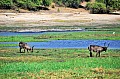 0008 Chobe river front