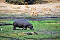 0009 Chobe river front