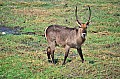 0011 Chobe river front