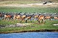 0012 Chobe river front