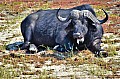 0014 Chobe river front