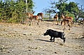 0027 Chobe river front