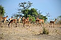 0028 Chobe river front