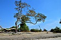 0029 Chobe river front