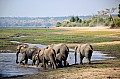 0032 Chobe river front