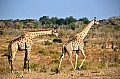 0034 Chobe river front