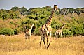 0035 Chobe river front