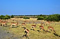 0037 Chobe river front