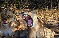 0039 Chobe river front