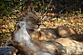 0040 Chobe river front