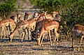 0042 Chobe river front