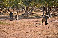 0043 Chobe river front