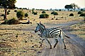 0046 Chobe river front