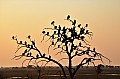 0049 Chobe river front