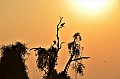 0050 Chobe river front
