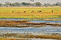0057 Chobe river
