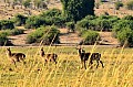0058 Chobe river
