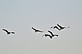 0063 Chobe river