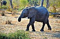 0072 Chobe NP