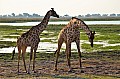 0073 Chobe NP