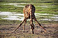 0074 Chobe NP