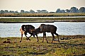 0075 Chobe NP