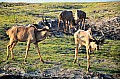 0076 Chobe NP