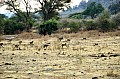 0079 Chobe NP