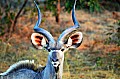 0080 Chobe NP