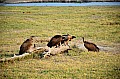 0082 Chobe NP