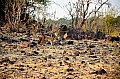 0083 Chobe NP