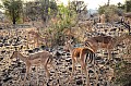 0085 Chobe NP