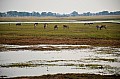 0086 Chobe NP