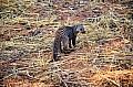 0091 Chobe NP